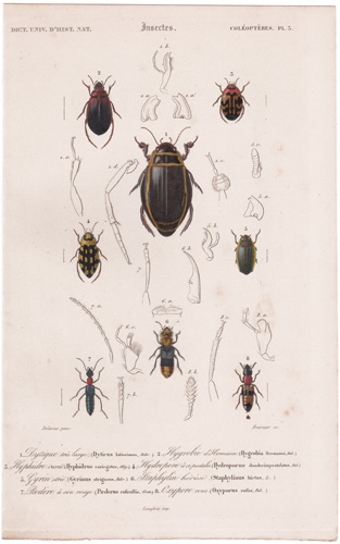 Antique prints of beetles, bees, wasps, etc.